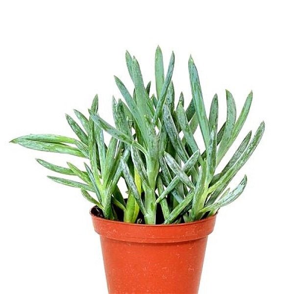 Senecio serpens - Succulent Plant
