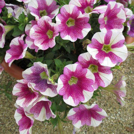 set of 5 best petunia flower seeds