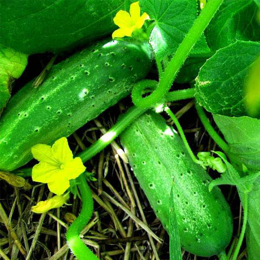 set of 7 crunchy cucumber vegetable seeds