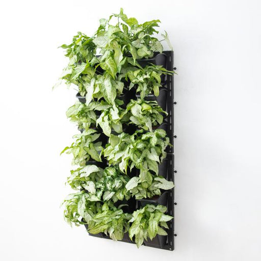 syngonium green wall to beautify indoor space 
