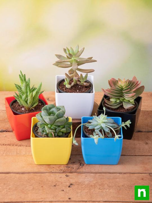 top 5 cute succulents