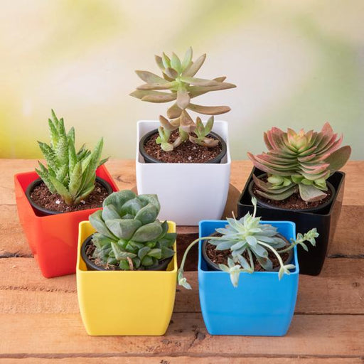 top 5 cute succulents