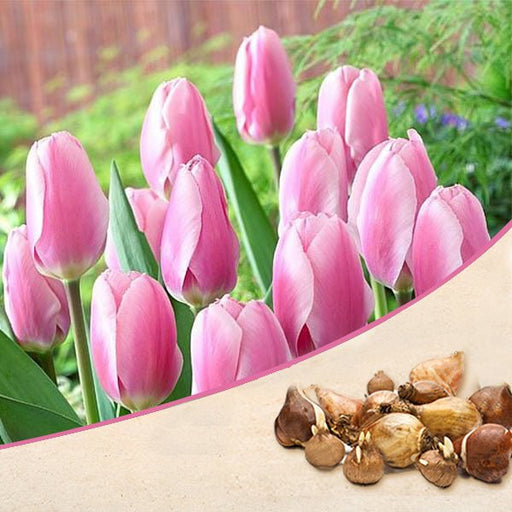 tulip (pink) - bulbs (set of 5)
