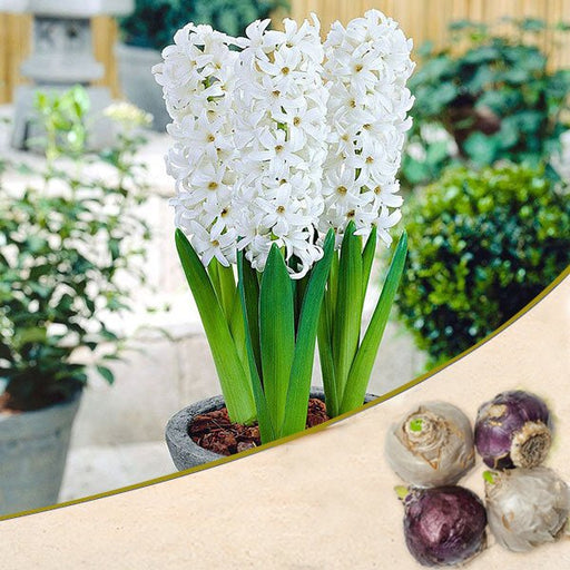 hyacinth (white pearl) - bulbs (set of 5)