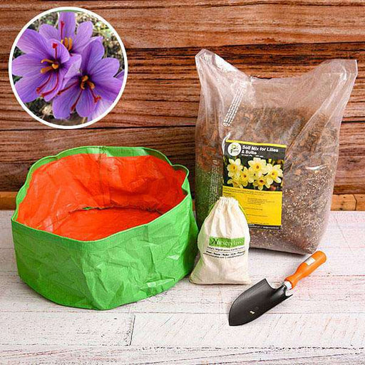 sweet saffron bulbs - garden pack
