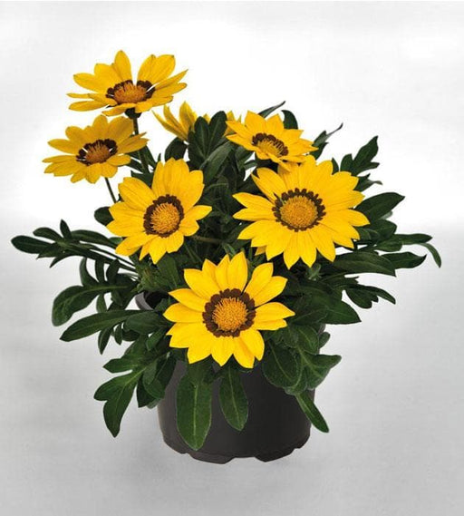 gazania (yellow) - plant