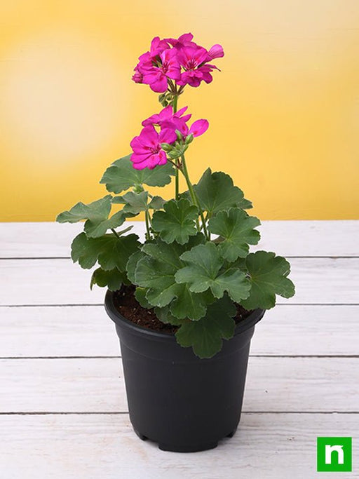 geranium (pink) - plant