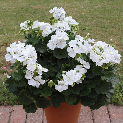 geranium (white) - plant