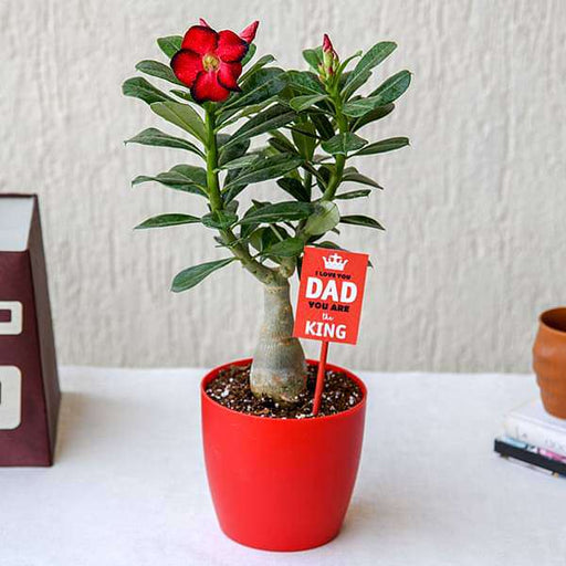 attractive adenium bonsai for amazing father 