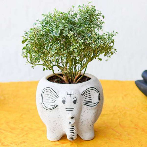 beautiful aralia plant with cute ceramic pot 