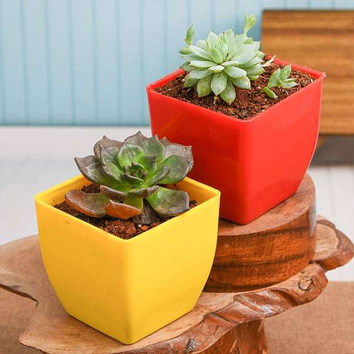 bring prosperity and wealth with vishnu and lakshmi kamal succulents