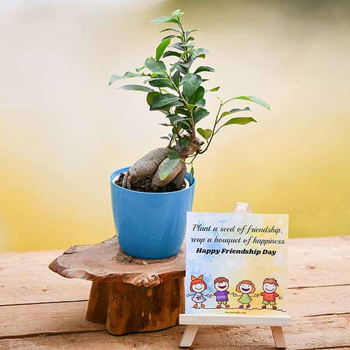 friendship day wishes with incredible ficus bonsai and mini easel 