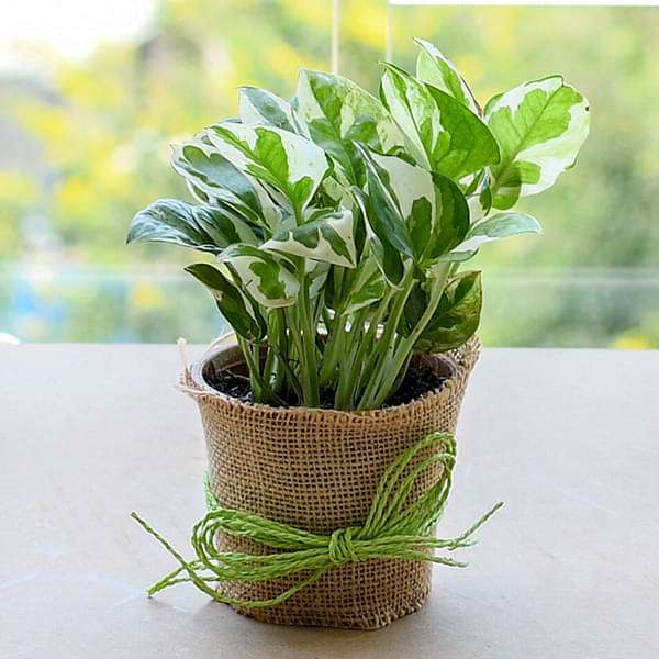 good luck money plant with a jute wrap 
