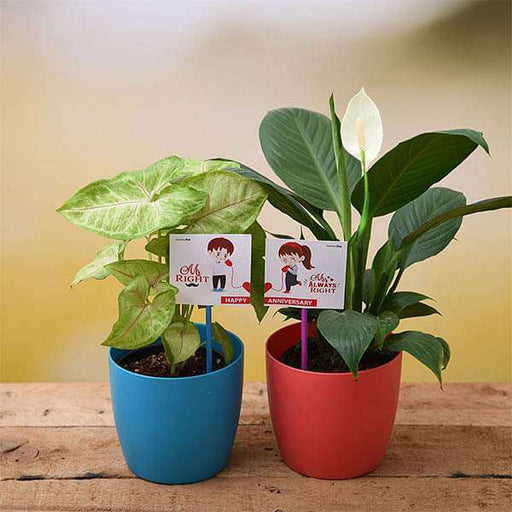happy anniversary with air purifier plants 
