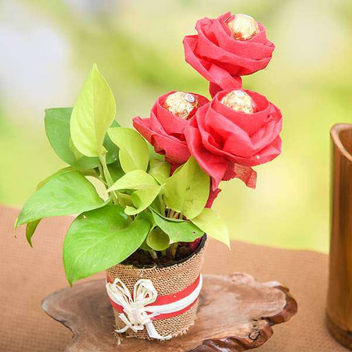 lovely money plant with ferrero rocher roses 