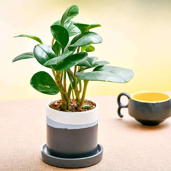 pleasing peperomia in ceramic pot