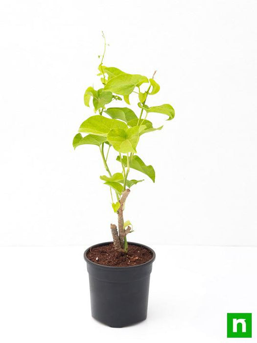 giloy plant - plant
