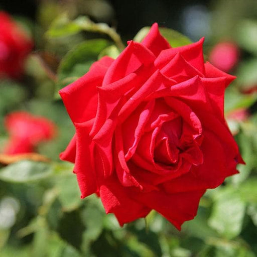 gladiator red rose - plant