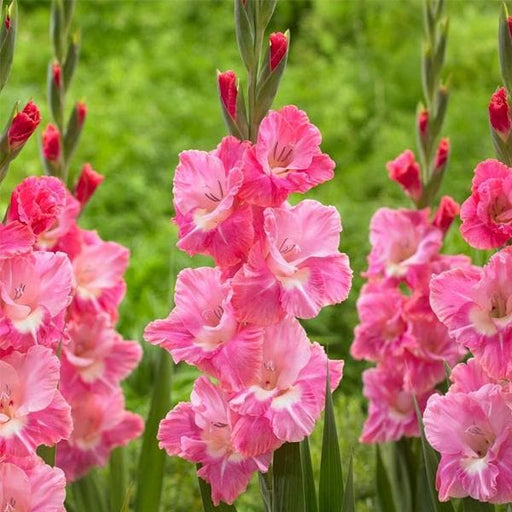gladiolus ariot (pink - bulbs (set of 10)