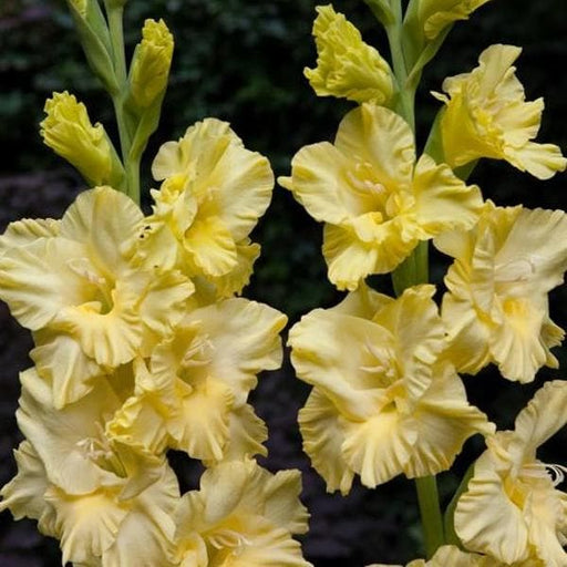 gladiolus (cream yellow) - bulbs (set of 10)