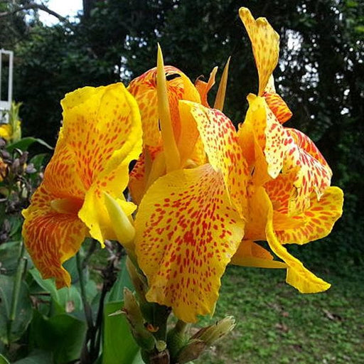 gladiolus ecklonii (yellow - bulbs (set of 10)