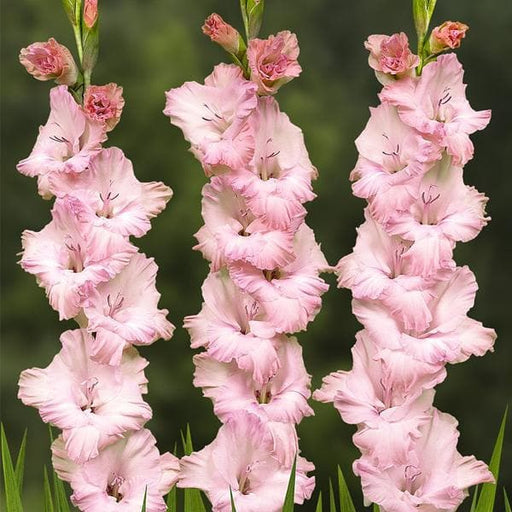 gladiolus night mare (pink) - bulbs (set of 10)