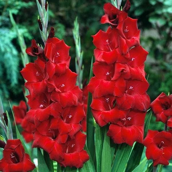 gladiolus oscar (red) - bulbs (set of 10)