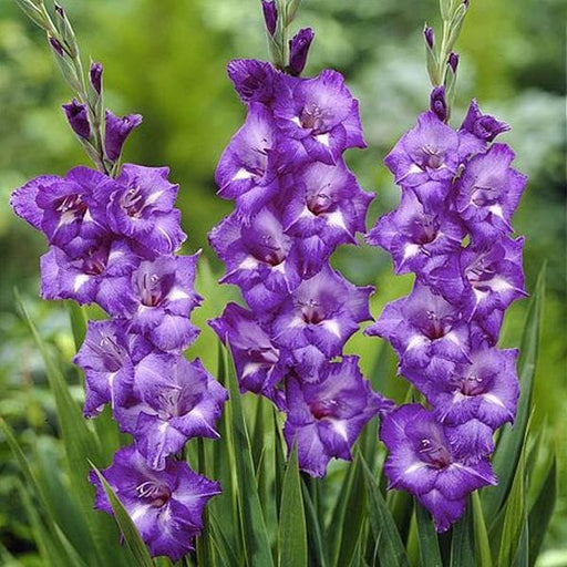 gladiolus (purple plum) - bulbs (set of 10)