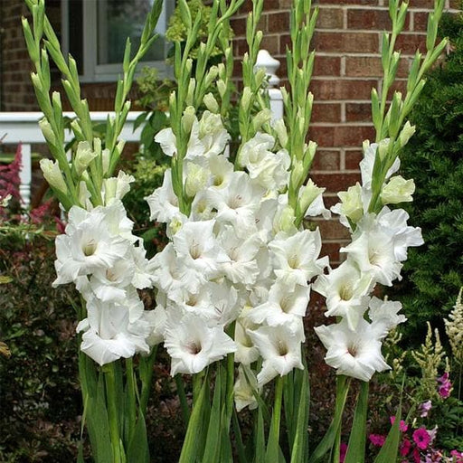 gladiolus thumbelina (white) - bulbs (set of 10)