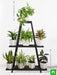 graceful houseplants for indirect light on unique triangle shape metal stand 