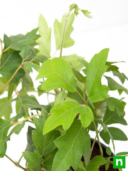 grape ivy - plant