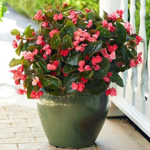 begonia (any color) - plant