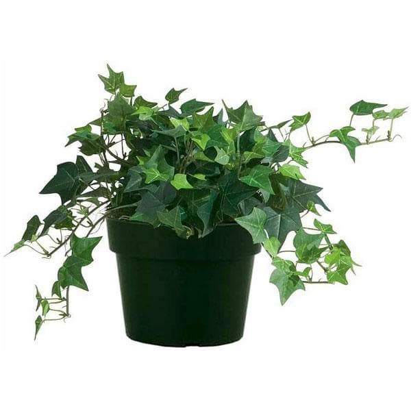Buy Hedera Helix, Ivy - Plant online Nurserylive at lowest price.