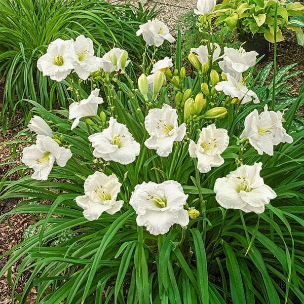 hemerocallis white - plant