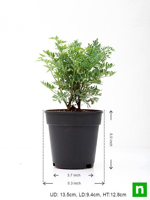 herb - plant