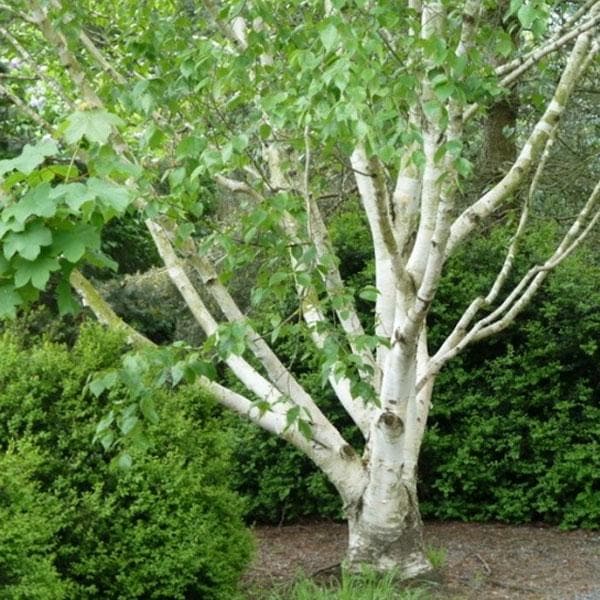 Wood Chips  Birch Tree Bark & Stone