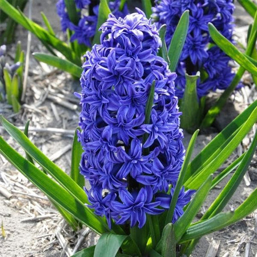 hyacinth crystal palace double (blue) - bulbs (set of 5)