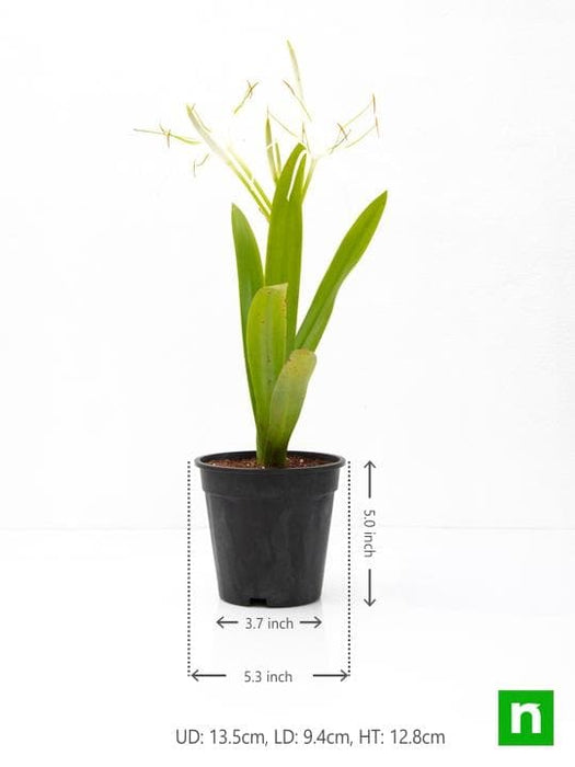hymenocallis caribaea - plant