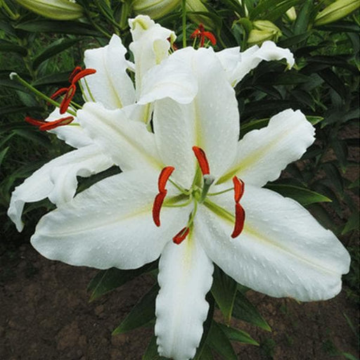 ice dancer oriental lily (white) - bulbs (set of 5)