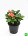ixora dwarf (peach) - plant