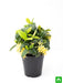 ixora dwarf (yellow) - plant