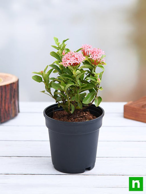 ixora mini dwarf (pink) - plant