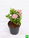 ixora mini dwarf (pink) - plant