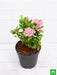 ixora mini dwarf (any color) - plant