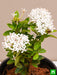 ixora mini dwarf (white) - plant