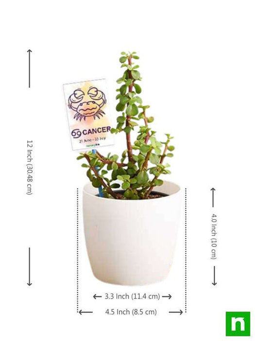 jade plant for cancer or kark rashi - plant