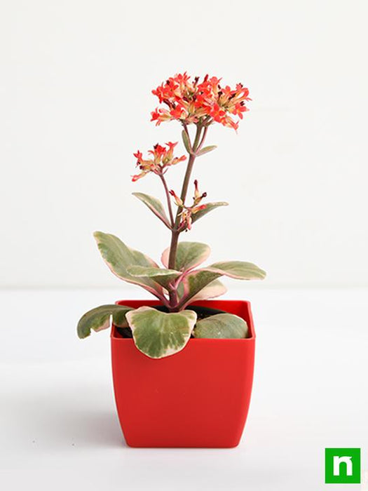 kalanchoe blossfeldiana (variegated tricolor) - plant