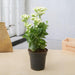 kalanchoe (white) - plant