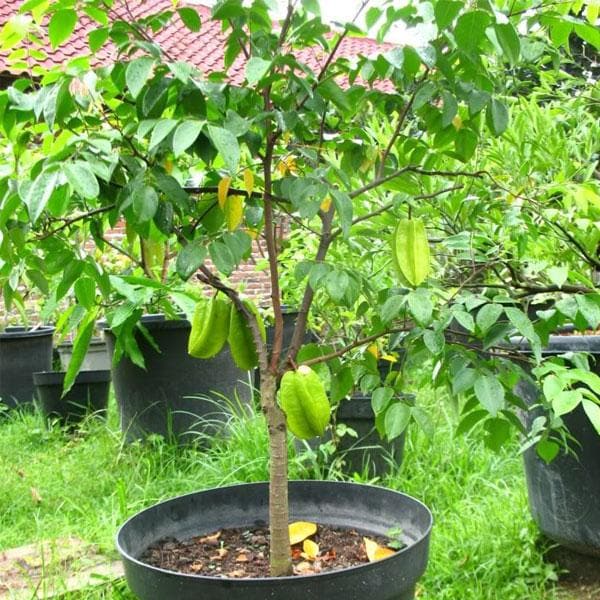 Buy Kamrak, Star fruit - Plant online from Nurserylive at lowest