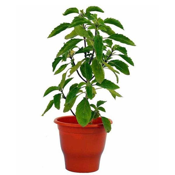 Buy Kapoor Tulsi Plant Blue Basil Ocimum kilimandscharicum